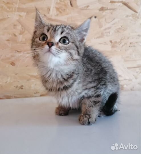 Отдам котят, мальчики