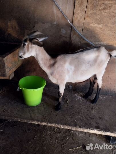 Коза дойная