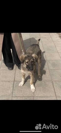 Щенок в добрые руки