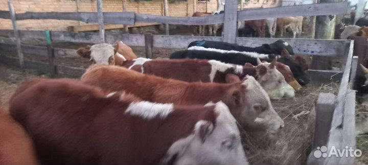 Бычки на откорм