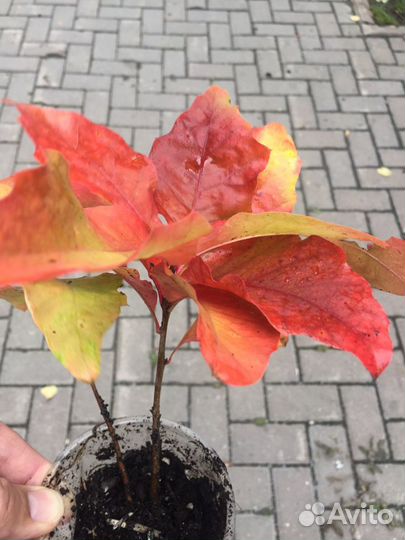 Саженцы красного канадского дуба