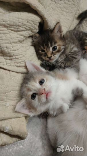 Кошки в добрые руки