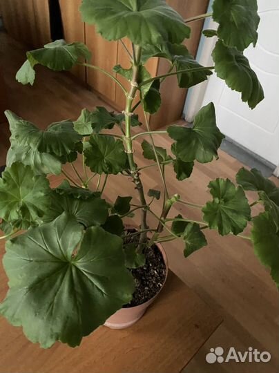 Пеларгония герань