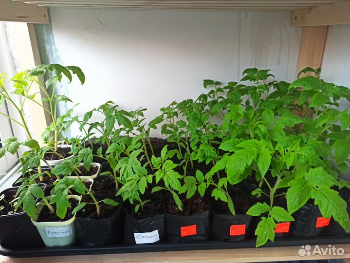 Продаю рассаду перцев и томатов