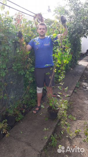 Саженцы девичий виноград