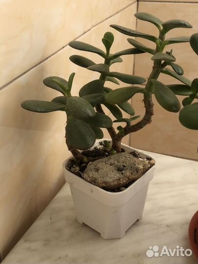 Сукуленты, красула Овата, ккислица, Сансевиерия