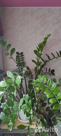 Замиокулькас