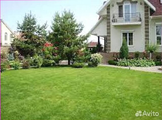 Газонная трава