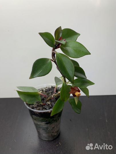 Нематантус Тропикана (гипоцирта, 