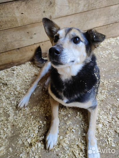 Ласковый песик Сэм в добрые руки