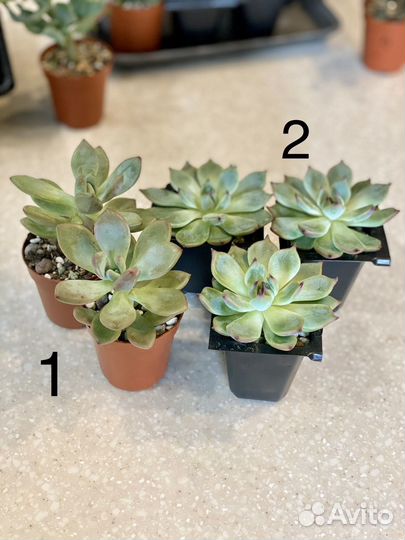 Суккуленты