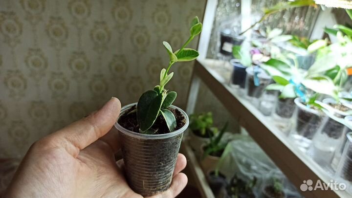 Редкая Хойя cumingiana albomarginata