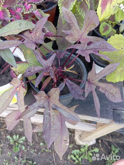 Ипомея батат