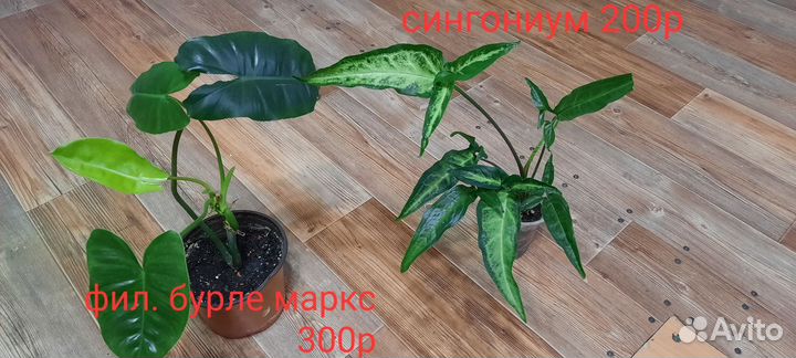 Комнатные растения