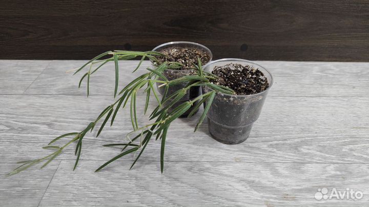 Хойа линеарис