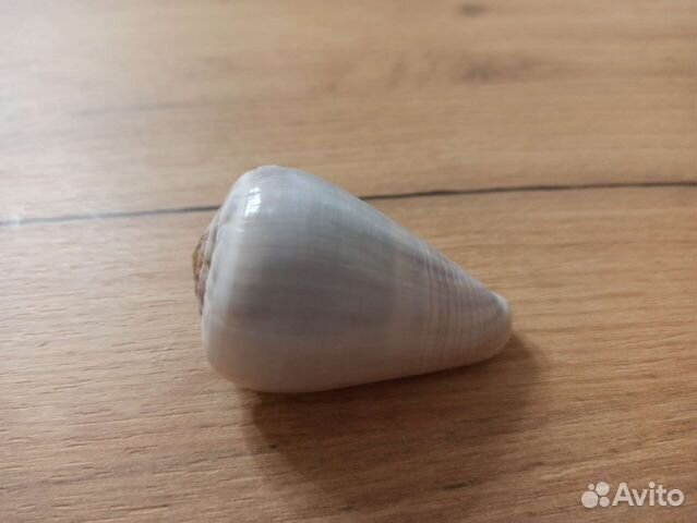 Морская раковина