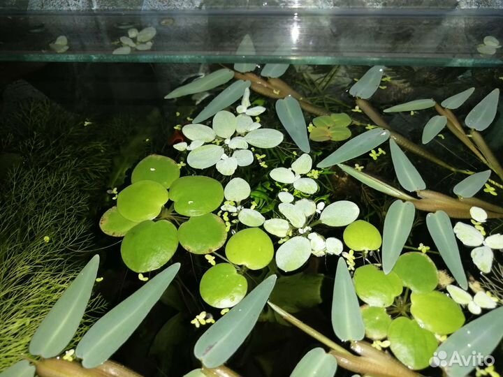 Аквариумные растения и рыбы