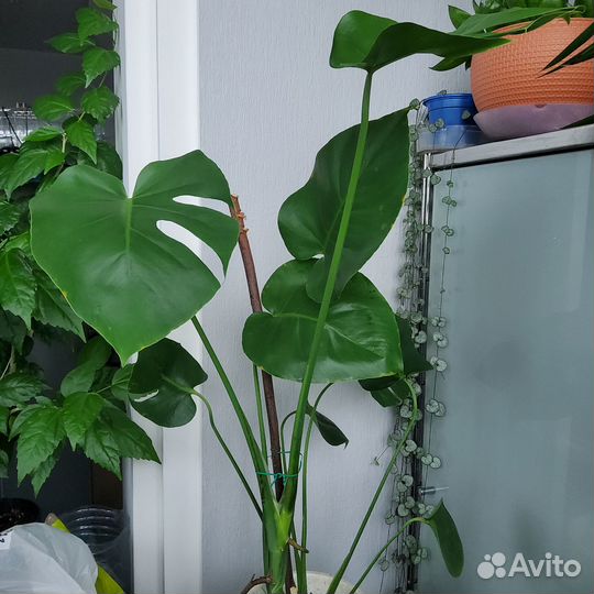 Монстера комнатное растение