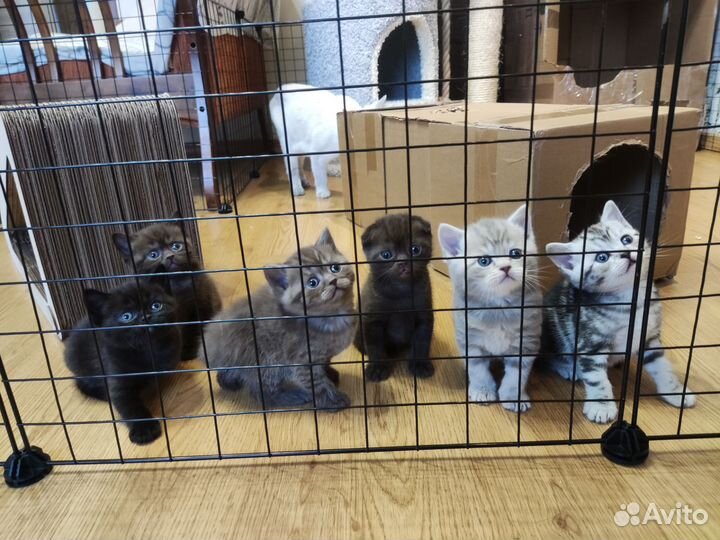 Шотландские котята