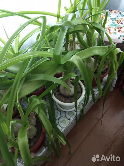 Индийский Лук