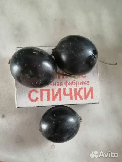 Саженецы смородины
