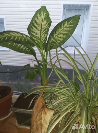 Диффенбахия