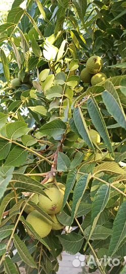 Плоды- семена Черного ореха