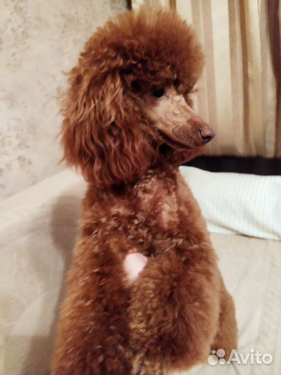 Карликовый пудель вязка