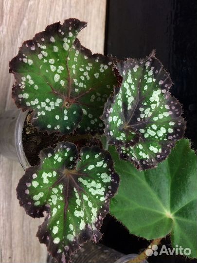 Крупные детки и стартеры бегоний (излишки)