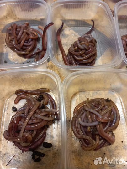 Червь Дендробена для рыбалки