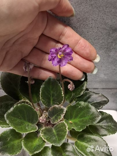 Сортовые фиалки