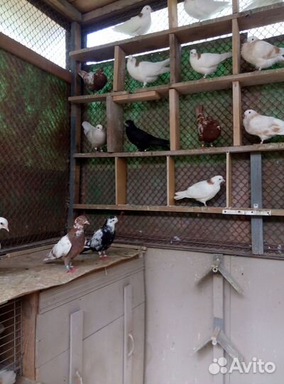 Голуби (Гривуны,Белоголовые,Капуцыны)