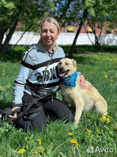 Собака в добрые руки отдам бесплатно