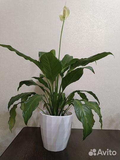 Спатифиллум цветок женское счастье