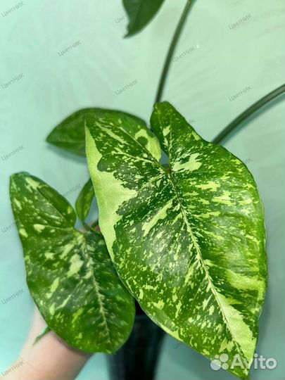 Сингониум Панда