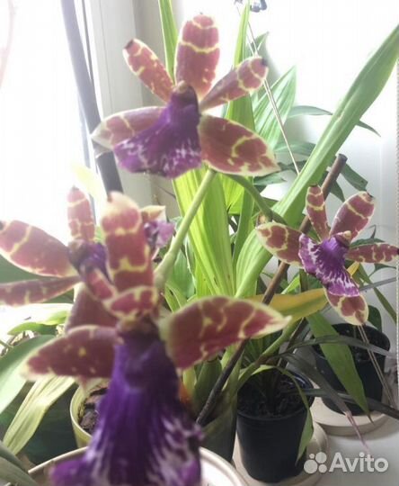 Редкие орхидеи и фил Тортум