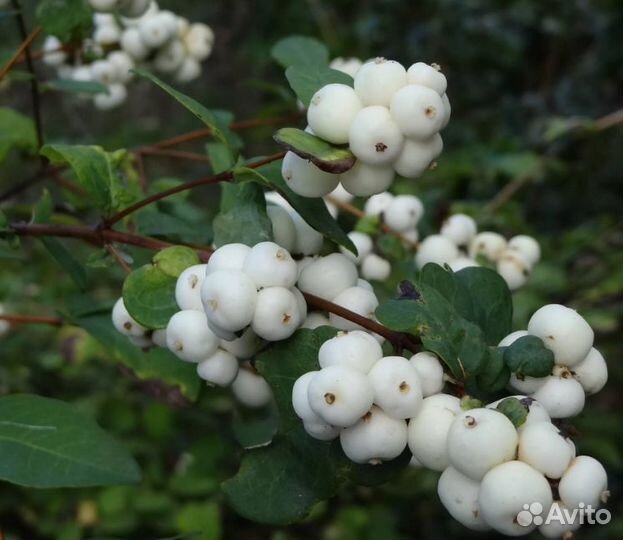 Снежноягодник