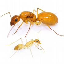 Camponotus turkestanus, Санкт-Петербург