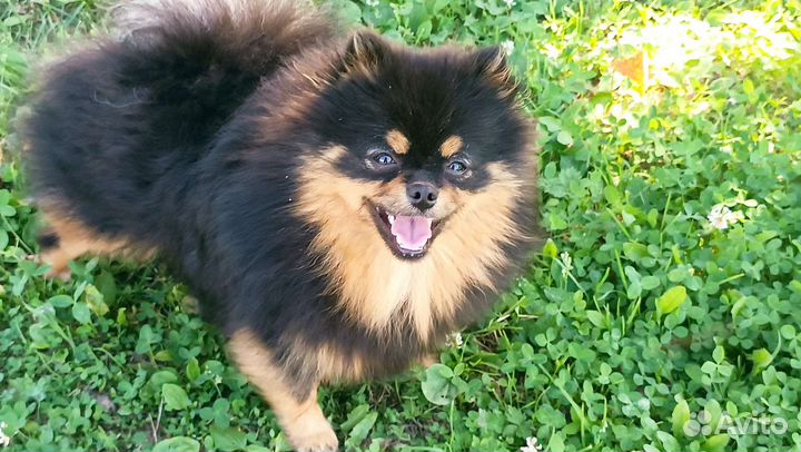 Щенки померанского шпица