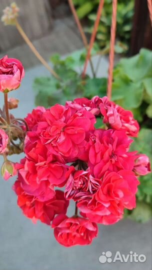 Пеларгония герань лиа - Марцелина