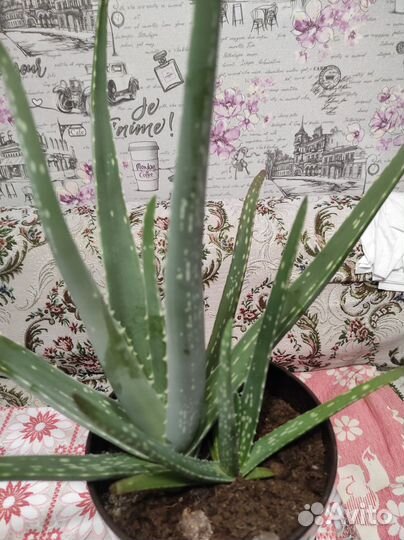 Комнатные цветы алоэ