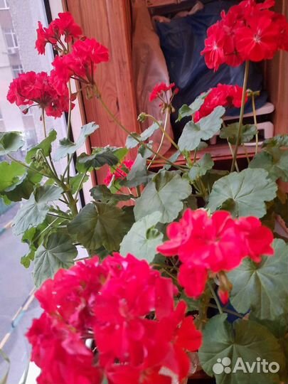 Герань пеларгония бесплатно