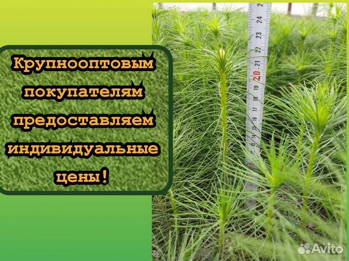 Ель и сосна сеянцы зкс