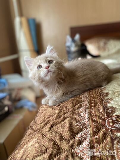 Котята мейн-кун