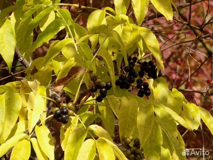 Бархат Амурский семена