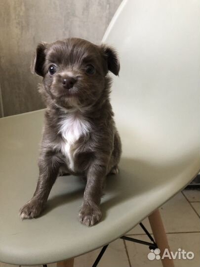 Чихуахуа девочка лиловая