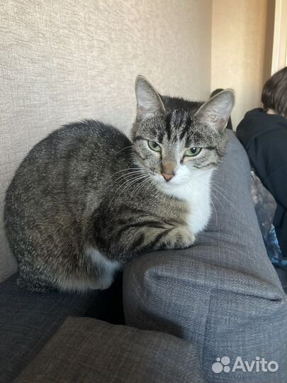 Кошечка в добрые руки