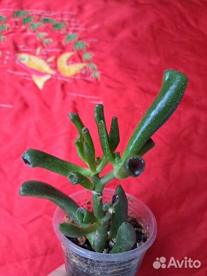 Толстянка крассула хоббит