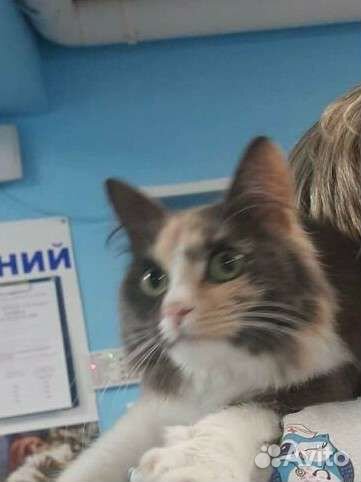 Шикарная приученная Ася 7мес