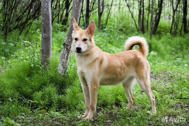 Необходима передержка для молодой собаки